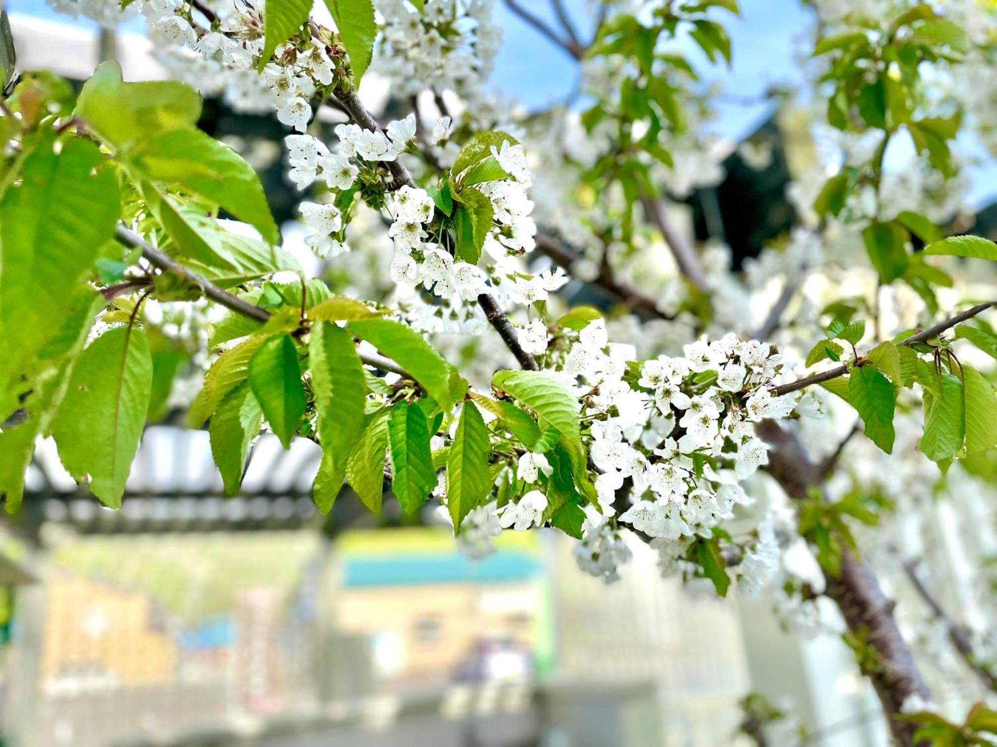 Shinsei Otel Shakotan Dış mekan fotoğraf